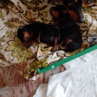 Cuccioli di Pinscher