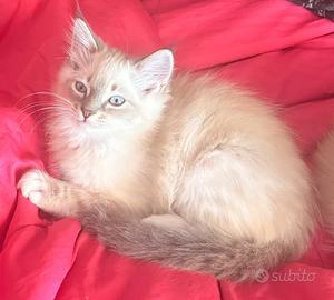 Cucciolo Ragdoll maschio 3 mesi disponibile