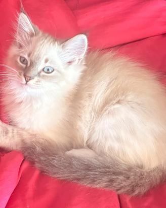 Cucciolo Ragdoll maschio 3 mesi disponibile
