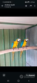 Pappagallo ara