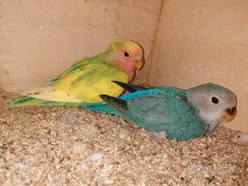 canarini gloster cocorite inseparabile 