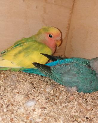 canarini gloster cocorite inseparabile 