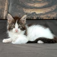 Maine Coon cucciola con pedigree - MUTSUMI KEKOA