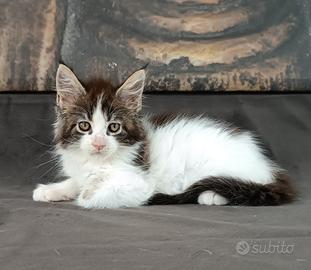 Maine Coon cucciola con pedigree - MUTSUMI KEKOA