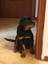 Cucciola rottweiler