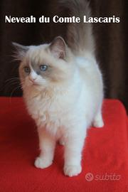 NEVEAH cucciola razza ragdoll con pedigree