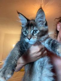 MAINE COON Cucciole 3 rate pregiate pedigree