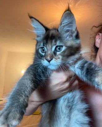 MAINE COON Cucciole 3 rate pregiate pedigree