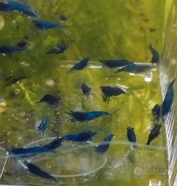 Gamberetti neocaridine blu dream selezionate