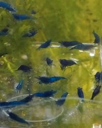 Gamberetti neocaridine blu dream selezionate
