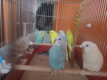 Cocorite allevati a mano