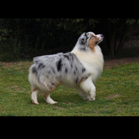 Blue maschio di pastore australiano per monta