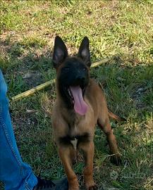 Pastore belga malinois