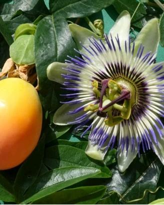 piantine di passiflora 