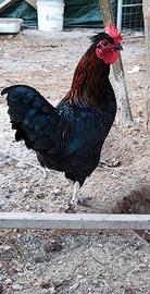 Galletto giovane SUper