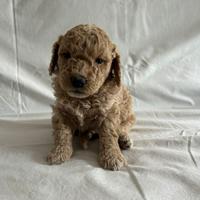 Barboncini toy cuccioli