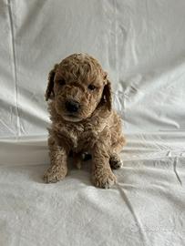 Barboncini toy cuccioli