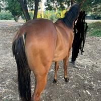 Cavallo e puledro paint