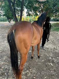 Cavallo e puledro paint