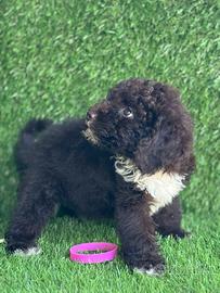 Lagotto romagnolo