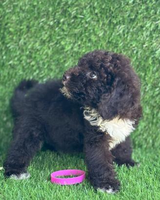 Lagotto romagnolo
