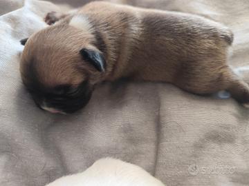 bulldog francese 
