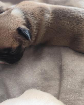 bulldog francese 