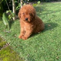 Cucciolo di barboncino toy