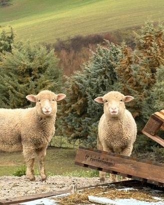 Agnello Ilde France