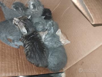 Gattini disponibili
