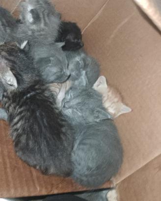 Gattini disponibili