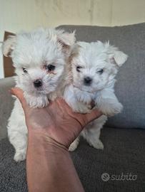 Maltese toy