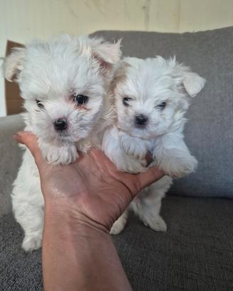 Maltese toy