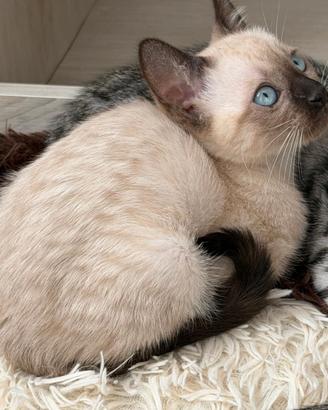 Cuccioli pura razza gatto bengala