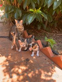 7 Gattini affettuosi