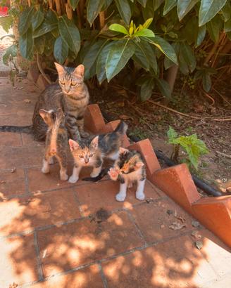 7 Gattini affettuosi