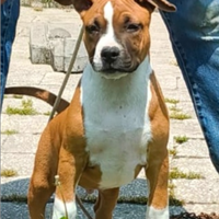 Cucciolo Amstaff