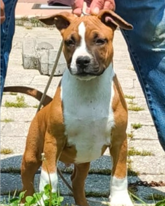 Cucciolo Amstaff