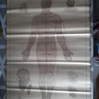 Tavole anatomiche vintage agopuntura 