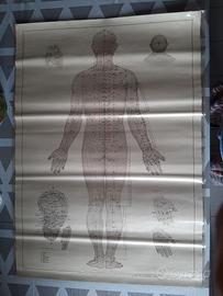 Tavole anatomiche vintage agopuntura 