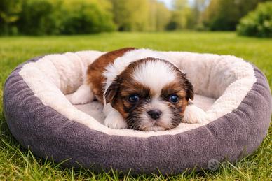 Shihtzu disponibili