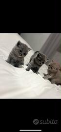 Gattini british shorthair - Animali In vendita a Bologna