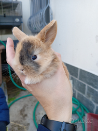 Cucciolata coniglio ariete fulvo e altri colori