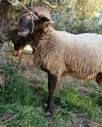 Ariete