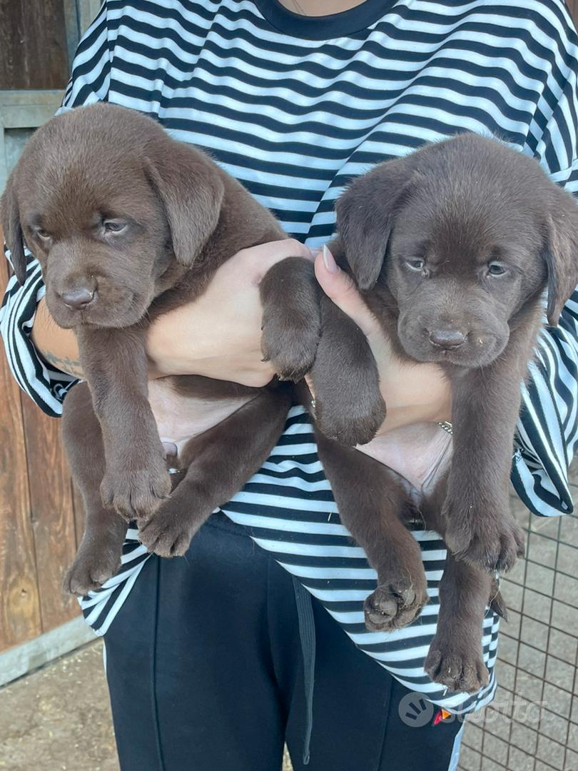 Labrador marroni con Pedigree - Animali In vendita a Viterbo