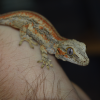 Geco auriculatus (gargoyle)