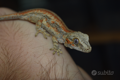 Geco auriculatus (gargoyle)