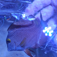 Ctenochaetus strigosus pesce marino