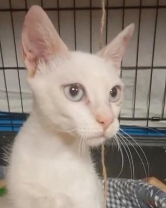 LIMON il cucciolo