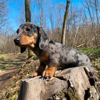 Bassotto nano Arlecchino